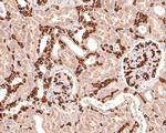 Band 3 Antibody in Immunohistochemistry (Paraffin) (IHC (P))