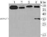 CNTFR Antibody in Western Blot (WB)