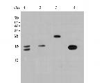 Histone H3 Antibody in Western Blot (WB)