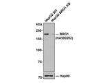 BRG1 Antibody in Western Blot (WB)