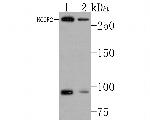 NCoR2 Antibody in Western Blot (WB)