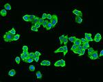 SREBP1 Antibody in Immunocytochemistry (ICC/IF)