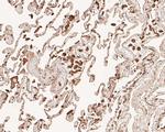 SREBP1 Antibody in Immunohistochemistry (Paraffin) (IHC (P))