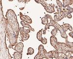 SREBP1 Antibody in Immunohistochemistry (Paraffin) (IHC (P))