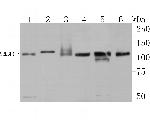 SREBP1 Antibody in Western Blot (WB)