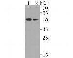 INHA Antibody in Western Blot (WB)