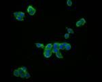 IL-28A Antibody in Immunocytochemistry (ICC/IF)