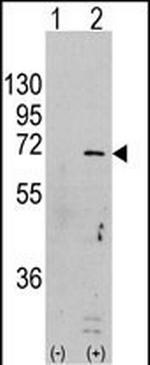 AMPK alpha-1 Antibody in Western Blot (WB)