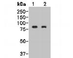 DDX4 Antibody in Western Blot (WB)