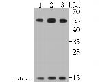 RAD52 Antibody in Western Blot (WB)