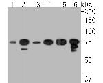 DDX3 Antibody in Western Blot (WB)