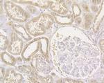 Gemin 2 Antibody in Immunohistochemistry (Paraffin) (IHC (P))