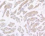 Gemin 2 Antibody in Immunohistochemistry (Paraffin) (IHC (P))