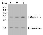 Gemin 2 Antibody in Western Blot (WB)