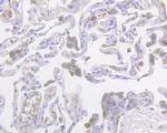 Glypican 5 Antibody in Immunohistochemistry (Paraffin) (IHC (P))