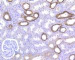 Glypican 5 Antibody in Immunohistochemistry (Paraffin) (IHC (P))