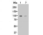 Dynamin 3 Antibody in Western Blot (WB)