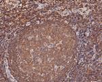 MST1 (STK4) Antibody in Immunohistochemistry (Paraffin) (IHC (P))