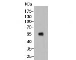 MST1 (STK4) Antibody in Western Blot (WB)