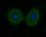 cGAS Antibody in Immunocytochemistry (ICC/IF)