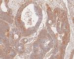 cGAS Antibody in Immunohistochemistry (Paraffin) (IHC (P))