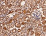 cGAS Antibody in Immunohistochemistry (Paraffin) (IHC (P))