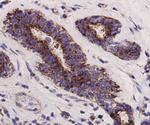 PUMA alpha/beta Antibody in Immunohistochemistry (Paraffin) (IHC (P))