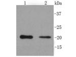 PUMA alpha/beta Antibody in Western Blot (WB)