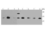 CDK1 Antibody in Western Blot (WB)