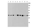 Caspase 3 Antibody in Western Blot (WB)