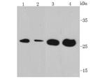 VEGF Antibody in Western Blot (WB)