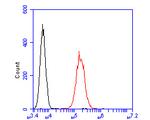 GADD34 Antibody in Flow Cytometry (Flow)