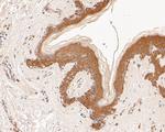 GADD34 Antibody in Immunohistochemistry (Paraffin) (IHC (P))