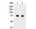 GADD34 Antibody in Western Blot (WB)