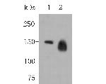 SynGAP Antibody in Western Blot (WB)