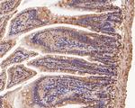 Connexin 26 Antibody in Immunohistochemistry (Paraffin) (IHC (P))