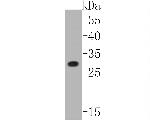 Connexin 26 Antibody in Western Blot (WB)