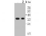 Claudin 18 Antibody in Western Blot (WB)