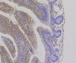 RIP3 Antibody in Immunohistochemistry (Paraffin) (IHC (P))