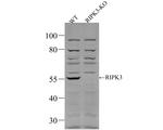 RIP3 Antibody in Western Blot (WB)