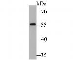 RIP3 Antibody in Western Blot (WB)