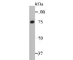 Pannexin 2 Antibody in Western Blot (WB)