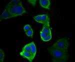 Cytokeratin 19 Antibody in Immunocytochemistry (ICC/IF)