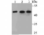 Cytokeratin 19 Antibody in Western Blot (WB)