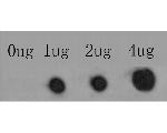 IP3 Receptor 2 Antibody in Dot Blot (DB)