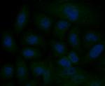 IP3 Receptor 2 Antibody in Immunocytochemistry (ICC/IF)