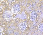 IP3 Receptor 2 Antibody in Immunohistochemistry (Paraffin) (IHC (P))