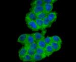 B7-H3 (CD276) Antibody in Immunocytochemistry (ICC/IF)