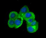 B7-H3 (CD276) Antibody in Immunocytochemistry (ICC/IF)