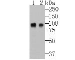 B7-H3 (CD276) Antibody in Western Blot (WB)